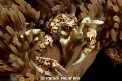 muck diving in Papua by Patrick Neumann 